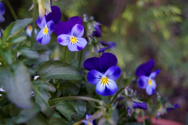 DSC01093_DxO